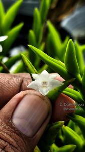 <i>Dendrobium</i> Dyah Mayura