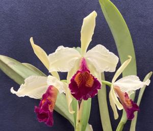 Cattleya Prince John