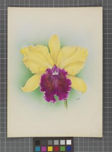 <i>Cattleya</i> Lady Oliphant