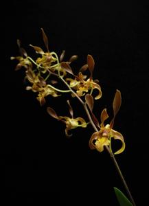 <i>Dendrobium</i> Sanna