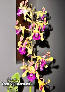 Dendrobium Tjandrawati