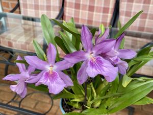 <i>Miltonia</i> Marion Primmer