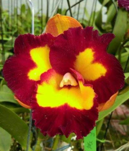 Rhyncattleanthe Jhong Sin Panda