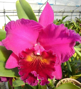 <i>Rhyncholaeliocattleya</i> Fred Radiance