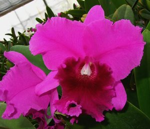 <i>Rhyncholaeliocattleya</i> Valerie Tonkin