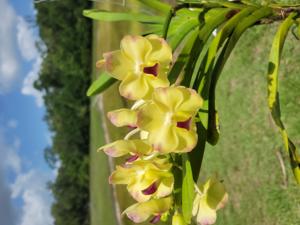 <i>Aeridovanda</i> Redland Gold