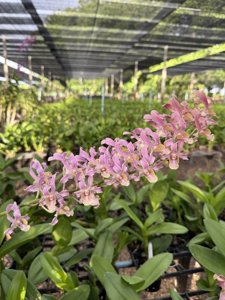 Dendrobium Suwannaphum Salmon Aurora