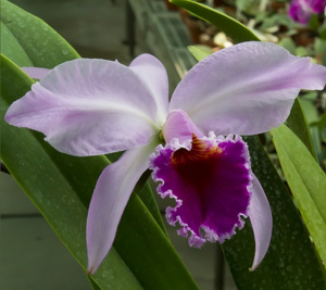 Cattleya David Sander