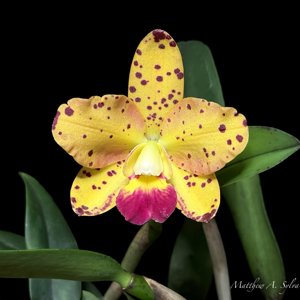 Cattleya Isabelle Ava Maraj