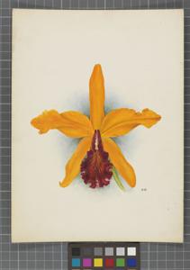 Cattleya Golden Oriole