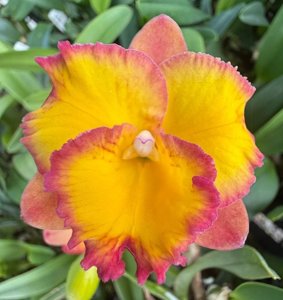 <i>Rhyncattleanthe</i> Rosella's Shining Jewel