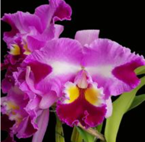 <i>Rhyncholaeliocattleya</i> Taiwan Yi Mei