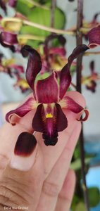 Dendrobium Black Mamba