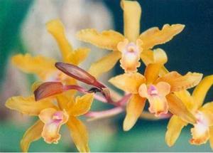 Laeliocattleya Venosa Crispa