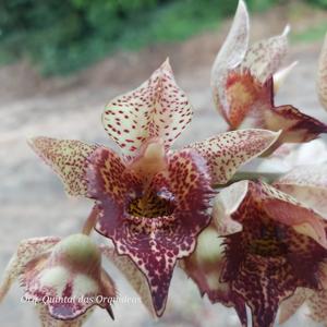 Catasetum José Abalo