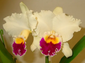 <i>Cattleya</i> Lew Sykora