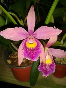 Rhynchobrassoleya S. y N. Gran Antonio