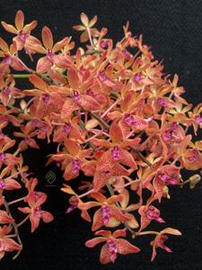 <i>Renanstylis</i> Jo Ann