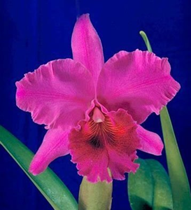 <i>Cattleya</i> Pele