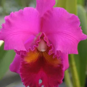 <i>Rhyncholaeliocattleya</i> Debby Off