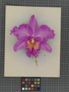 Rhyncholaeliocattleya Alderman