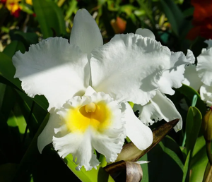 <i>Rhyncholaeliocattleya</i> Hawaiian Performance