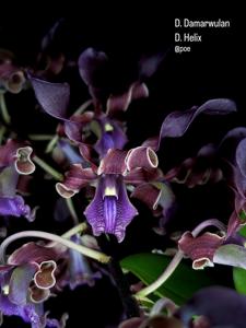 <i>Dendrobium</i> Resita Adika Agustiyani
