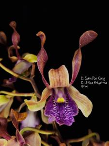 Dendrobium Maria Stefania Ekowati