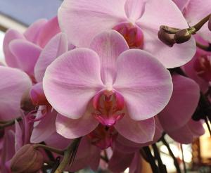 <i>Phalaenopsis</i> Mori Pink Bubble