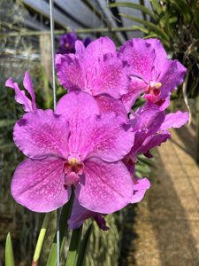 Papilionanda Suwannaphum Super Flare