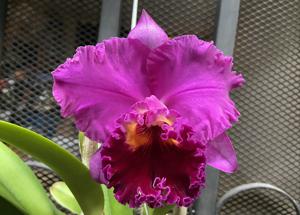 <i>Rhyncholaeliocattleya</i> Keesha Sharp - Larenn Nan Bèl