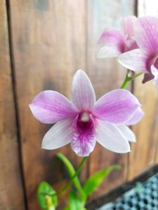 Dendrobium Landbouw Bedrijf School