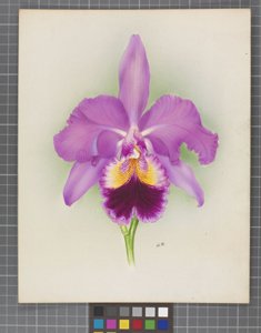 <i>Cattleya</i> Rajah (1919)