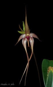 Bulbophyllum Anela O Make