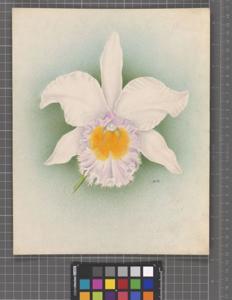 Rhyncholaeliocattleya Mars