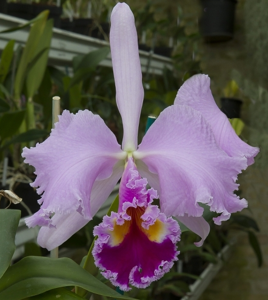 Cattleya Enid (1898)