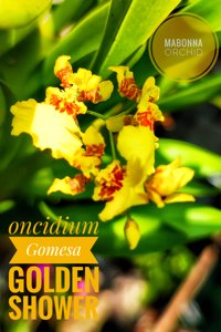 <i>Gomesa</i> Golden Shower