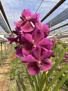 Papilionanda Suwannaphum Hilo-Amethyst