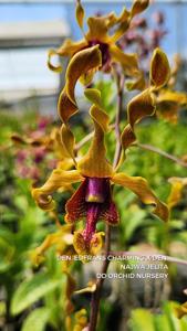 Dendrobium Filomena Arra