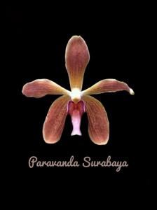 <i>Paravanda</i> Surabaya