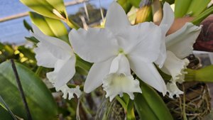 Cattleya Hawaiian Wedding Song