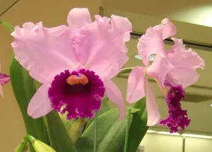 <i>Cattleya</i> Japan Sword