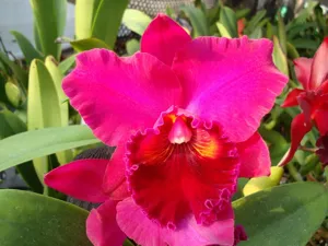 <i>Rhyncholaeliocattleya</i> Hawaiian Radiation