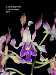 Dendrobium Tiara Beauty