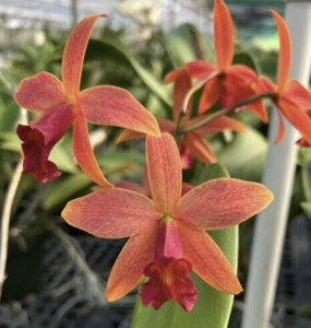 <i>Cattleya</i> Brazilian Fire