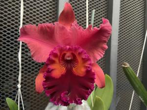 Rhyncholaeliocattleya Carolina Splendor
