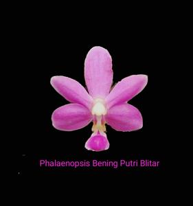 <i>Phalaenopsis</i> Bening Putri Blitar