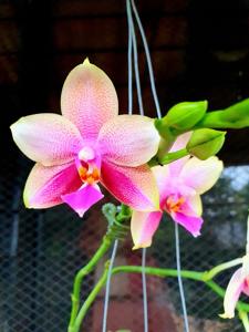 Phalaenopsis Sweet Memory