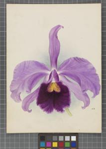 Cattleya Martinetii