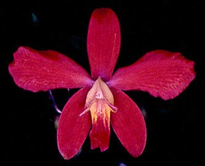 <i>Cattleya</i> Cleopatra (1898)